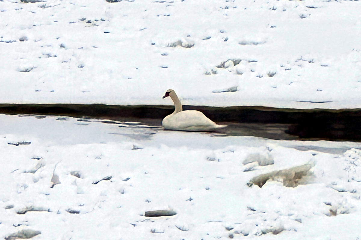 Тверские спасатели достают из полыньи лебедя