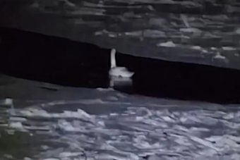 Тверские спасатели дали комментарий по ситуации с лебедем в Старицком округе Тверские спасатели дали комментарий по ситуации с лебедем в Старицком округе