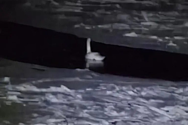 Тверские спасатели дали комментарий по ситуации с лебедем в Старицком округе