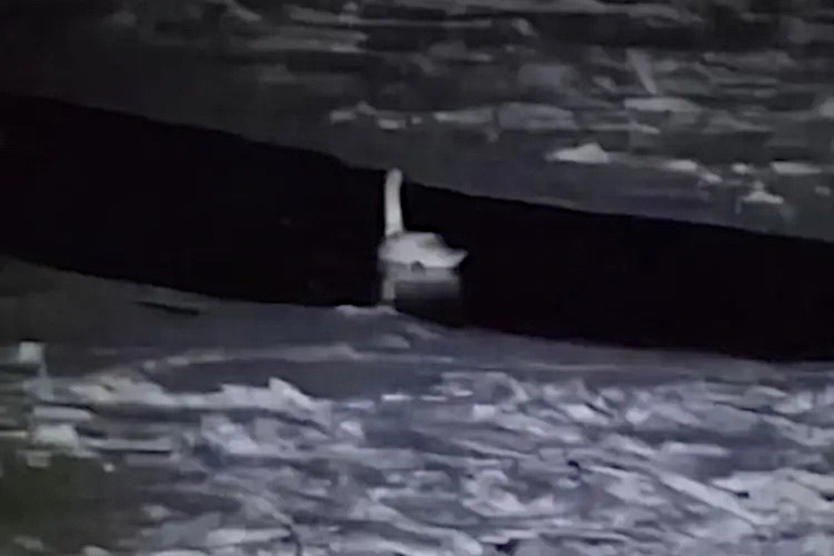 Тверские спасатели дали комментарий по ситуации с лебедем в Старицком округе