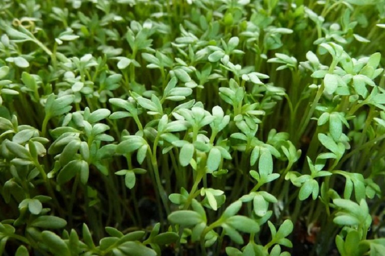 Назван самый полезный в мире продукт