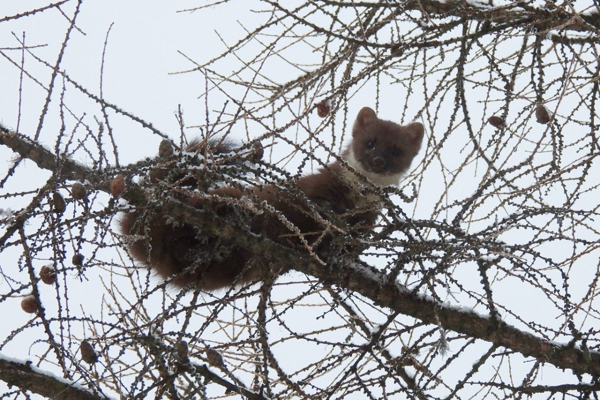 Лесную куницу заметили в саду Императорского дворца в Твери