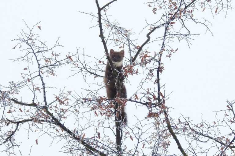 Лесную куницу заметили в саду Императорского дворца в Твери