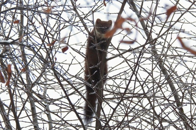 Лесную куницу заметили в саду Императорского дворца в Твери