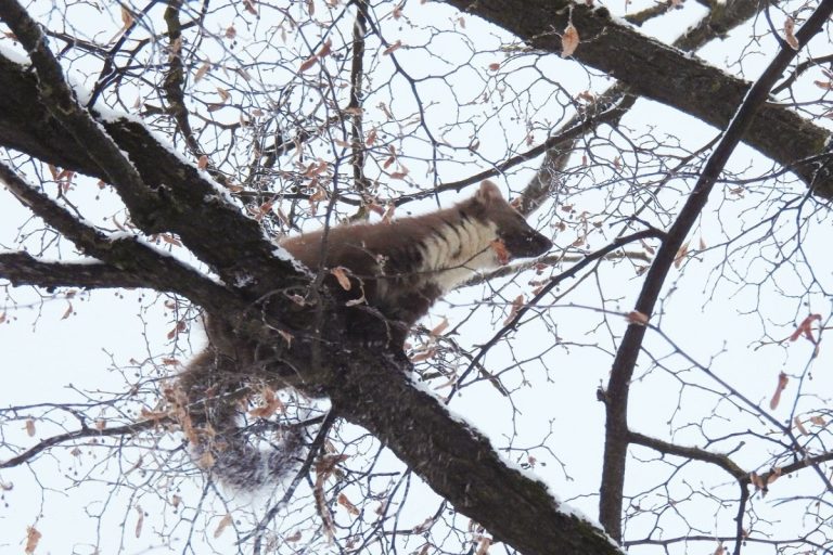 Лесную куницу заметили в саду Императорского дворца в Твери
