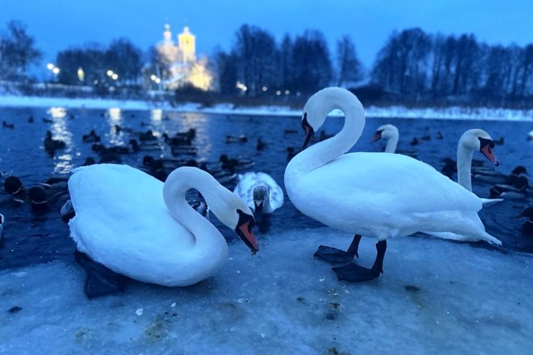 В Тверской области на зиму осталась стая лебедей