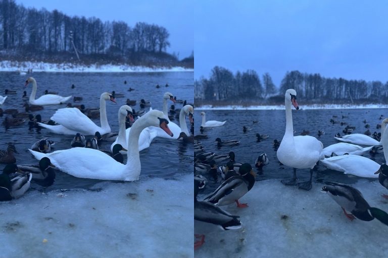 В Тверской области на зиму осталась стая лебедей