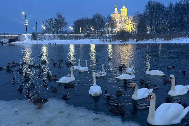 В Тверской области на зиму осталась стая лебедей