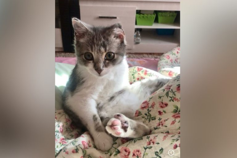 В Тверской области спасли котят, замерзающих в сугробе