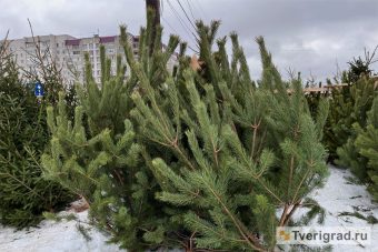 В Твери стартует экологическая акция по утилизации новогодних елей