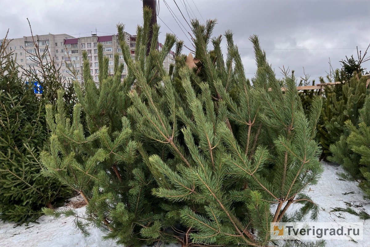 В Твери стартует экологическая акция по утилизации новогодних елей