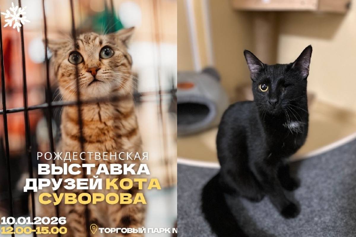 В Твери пройдёт рождественская выставка бездомных животных
