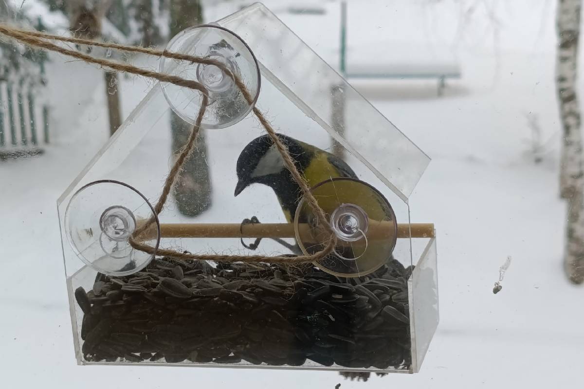 В Тверской области открылось кафе для пернатых