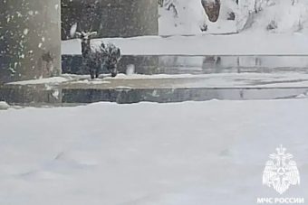 Косуля дрейфовала на льдине в Тверской области