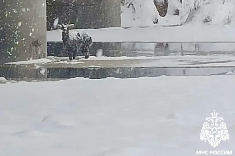 Под Тверью спасли дрейфовавшую на льдине косулю