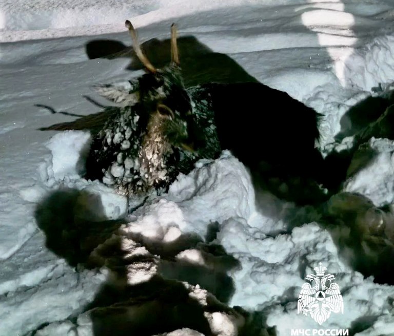 Под Тверью спасли дрейфовавшую на льдине косулю