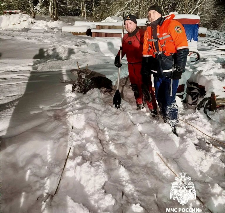 Под Тверью спасли дрейфовавшую на льдине косулю