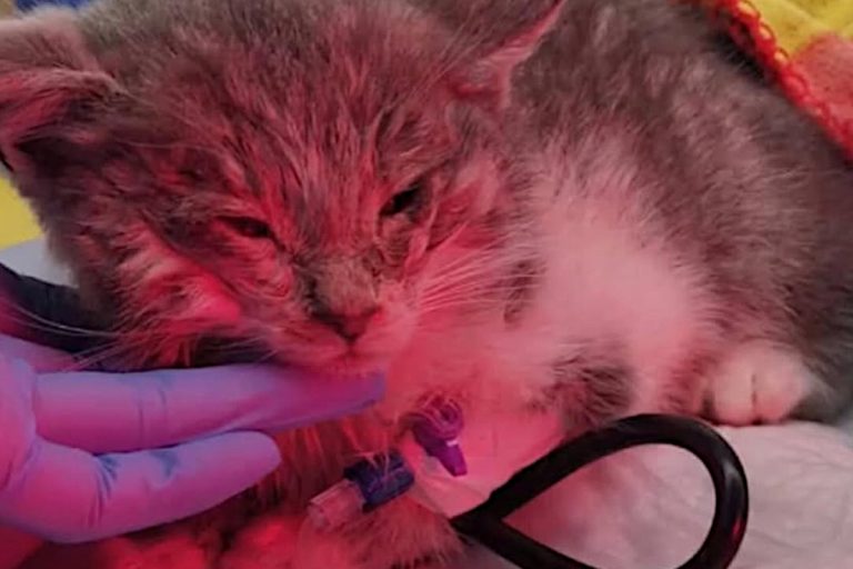 В Тверской области спасли котят, замерзающих в сугробе