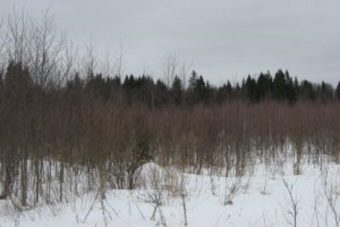 Оштрафован собственник заросших сельхозугодий в Тверской области