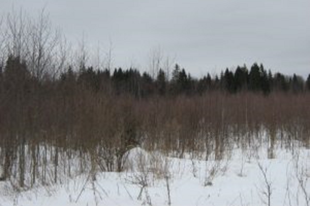 Оштрафован собственник заросших сельхозугодий в Тверской области