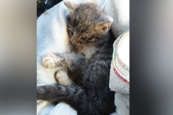 В Тверской области спасли котят, замерзающих в сугробе