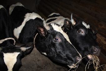 В Тверской области нашли трупы коров