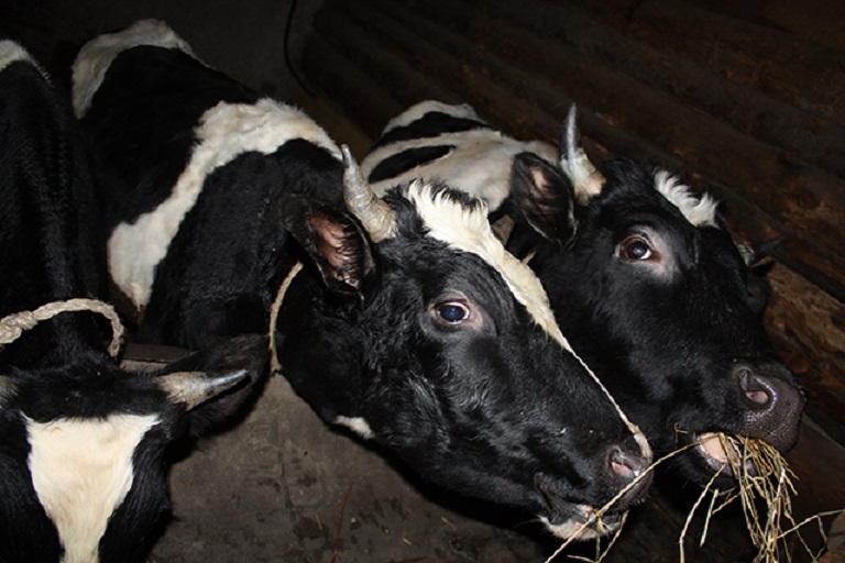 В Тверской области нашли трупы коров