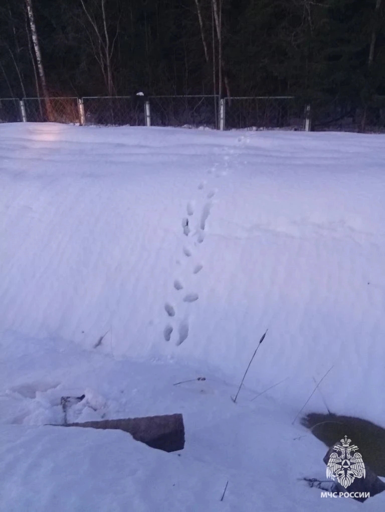 Заблудившегося в лесу мужчину чудом спасли в Тверской области