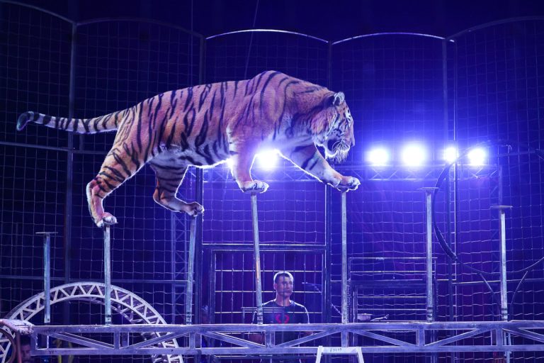 В Твери зрителей поражает «Форсаж» Цирка братьев Мансуровых