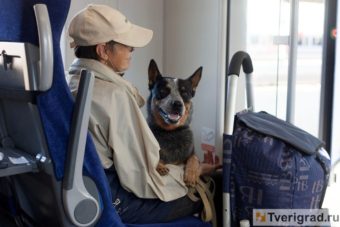 В России вводится ГОСТ на собак-проводников