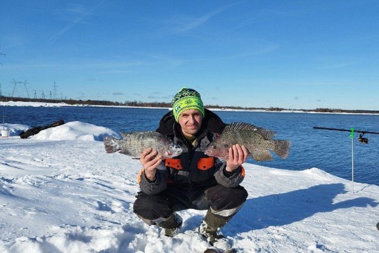 Трофейная тилапия попалась рыбаку в Удомле