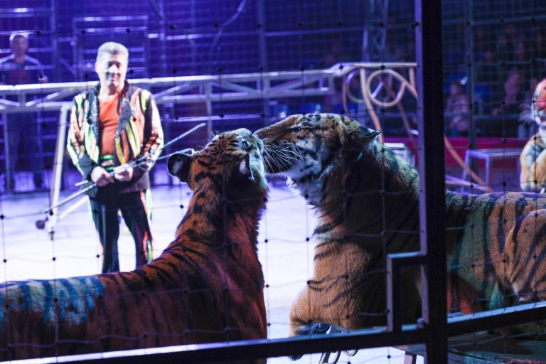 В Твери зрителей поражает «Форсаж» Цирка братьев Мансуровых