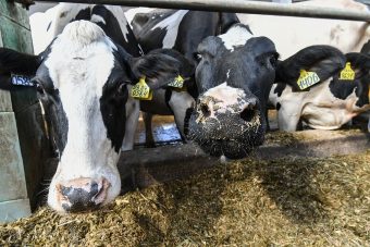 В Тверской области увеличена ставка субсидии на производство молока