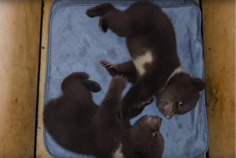 В Тверскую область на реабилитацию привезли ещё двух медвежат В Тверскую область на реабилитацию привезли ещё двух медвежат