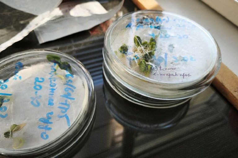 Огородникам Тверской области назвали марки семян с низкой всхожестью