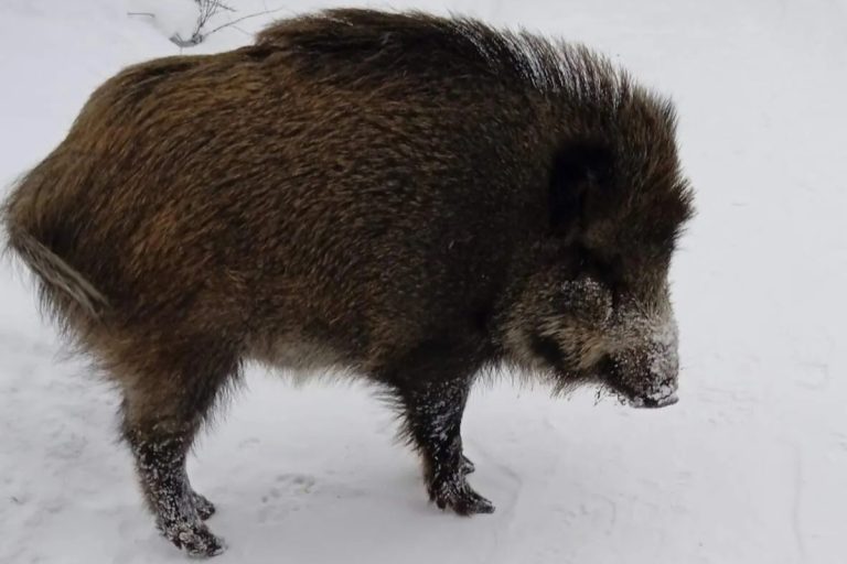 В Тверской области добрые люди год выхаживали кабаниху