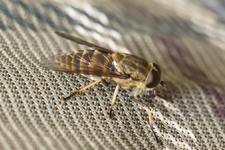 В Тверской области на месяц раньше срока появились слепни