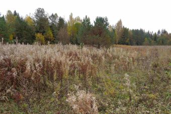 84 участка в Тверской области угрожают пожарами лесам и населенным пунктам