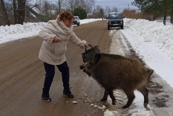 В Тверской области добрые люди год выхаживали кабаниху В Тверской области добрые люди год выхаживали кабаниху