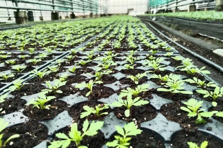 Улицы Твери украсят 200 тысяч цветов