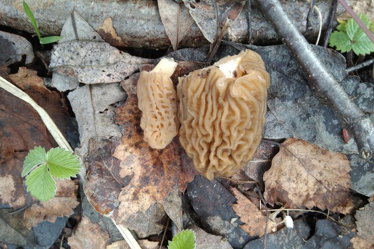 Жители Тверской области активно собирают грибы