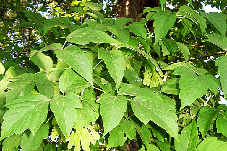 Рослесхоз приравнял американский клен к борщевику и требует уничтожить