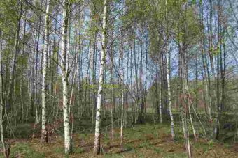 Более 170 гектаров заросших сельхозугодий выявлены в Тверской области