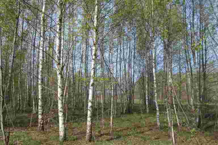 Более 170 гектаров заросших сельхозугодий выявлены в Тверской области