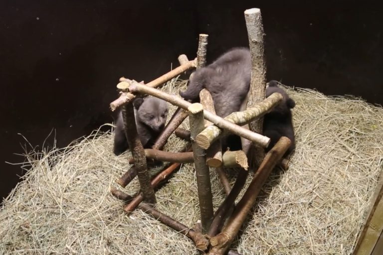 В Тверской области спасенным медвежатам дали имена