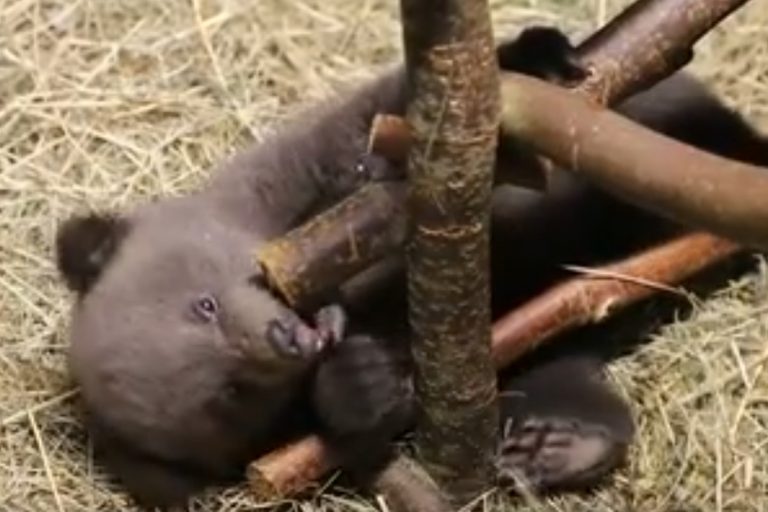В Тверской области резвятся медвежата из Удмуртии