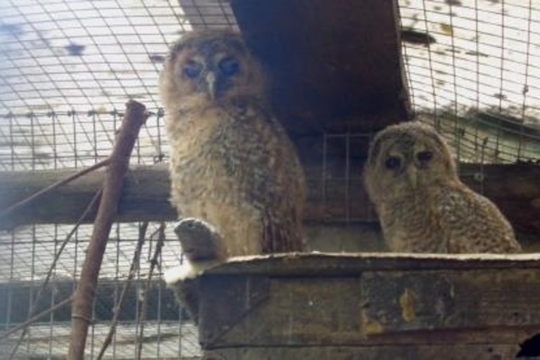 В Тверской области на волю выпустили неясытей