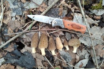 Жители Тверской области активно собирают грибы