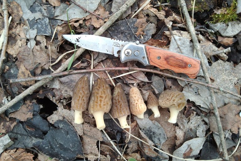 Жители Тверской области активно собирают грибы