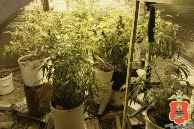 В Тверской области ликвидирована наркоферма